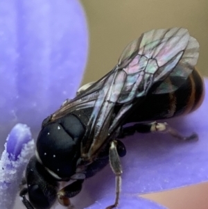 Hylaeus (Pseudhylaeus) albocuneatus at Jerrabomberra, NSW - 4 Feb 2022 02:23 PM