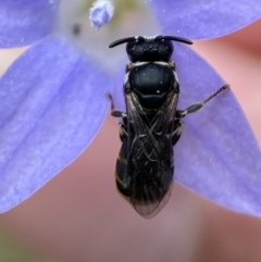 Hylaeus (Pseudhylaeus) albocuneatus at Jerrabomberra, NSW - 4 Feb 2022 02:23 PM