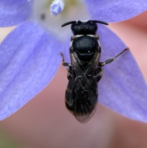 Hylaeus (Pseudhylaeus) albocuneatus at Jerrabomberra, NSW - 4 Feb 2022 02:23 PM