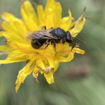 Lasioglossum (Chilalictus) sp. (genus & subgenus) (Halictid bee) at Jerrabomberra, NSW - 4 Feb 2022 by SteveBorkowskis