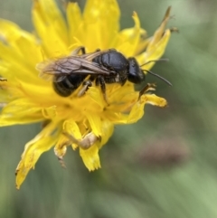 Lasioglossum (Chilalictus) sp. (genus & subgenus) at Jerrabomberra, NSW - 4 Feb 2022