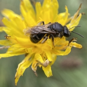 Lasioglossum (Chilalictus) sp. (genus & subgenus) at Jerrabomberra, NSW - 4 Feb 2022