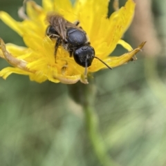 Lasioglossum (Chilalictus) sp. (genus & subgenus) at Jerrabomberra, NSW - 4 Feb 2022