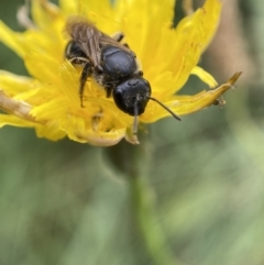 Lasioglossum (Chilalictus) sp. (genus & subgenus) at Jerrabomberra, NSW - 4 Feb 2022