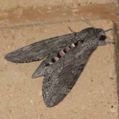 Agrius convolvuli (Convolvulus Hawk Moth) at Higgins, ACT - 4 Feb 2022 by AlisonMilton