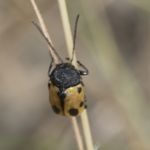 Cadmus (Cadmus) litigiosus at Bango, NSW - 3 Feb 2022 02:23 PM