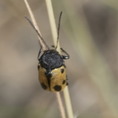 Cadmus (Cadmus) litigiosus (Leaf beetle) at Bango Nature Reserve - 3 Feb 2022 by AlisonMilton