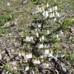 Styphelia fletcheri subsp. brevisepala at Bonner, ACT - 16 Sep 2020