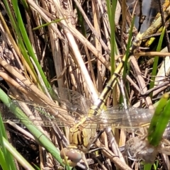 Orthetrum caledonicum (Blue Skimmer) at Stromlo, ACT - 4 Feb 2022 by trevorpreston