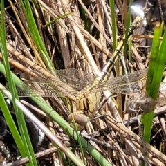 Orthetrum caledonicum at Stromlo, ACT - 4 Feb 2022