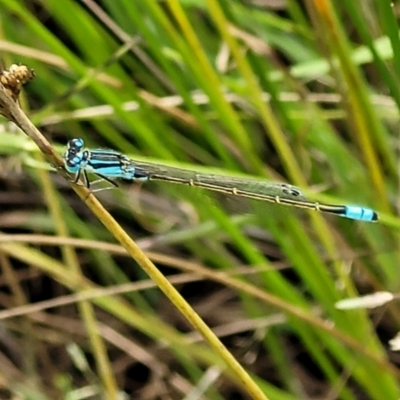 Ischnura heterosticta (Common Bluetail Damselfly) at Stromlo, ACT - 4 Feb 2022 by tpreston