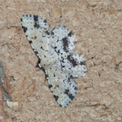 Sandava scitisignata (A noctuid moth) at Higgins, ACT - 3 Feb 2022 by AlisonMilton