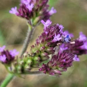 Verbena incompta at Stromlo, ACT - 4 Feb 2022 03:43 PM