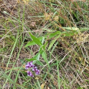 Verbena incompta at Stromlo, ACT - 4 Feb 2022 03:43 PM