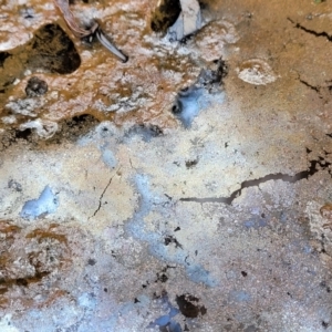 Iron Bacteria at Stromlo, ACT - 4 Feb 2022