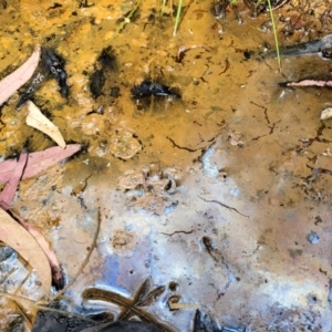 Iron Bacteria at Stromlo, ACT - 4 Feb 2022