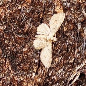 Larentiinae (subfamily) at Stromlo, ACT - 4 Feb 2022 03:37 PM