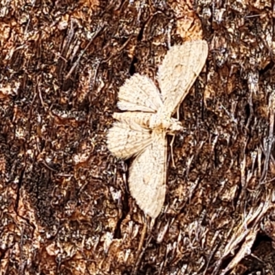 Larentiinae (subfamily) (A geometer moth) at Block 402 - 4 Feb 2022 by trevorpreston