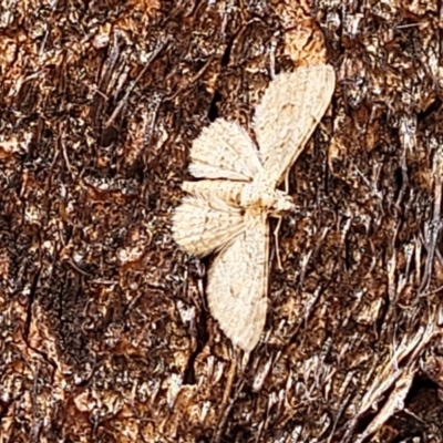 Larentiinae (subfamily) (A geometer moth) at Stromlo, ACT - 4 Feb 2022 by trevorpreston