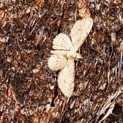 Larentiinae (subfamily) (A geometer moth) at Stromlo, ACT - 4 Feb 2022 by tpreston