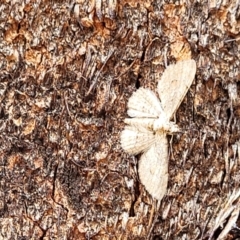 Larentiinae (subfamily) at Stromlo, ACT - 4 Feb 2022