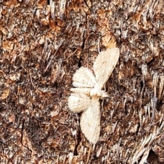 Larentiinae (subfamily) at Stromlo, ACT - 4 Feb 2022 03:37 PM