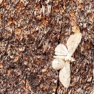 Larentiinae (subfamily) at Stromlo, ACT - 4 Feb 2022