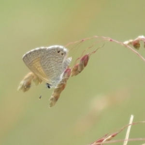 Nacaduba biocellata at Brindabella, NSW - 1 Feb 2022 03:31 PM