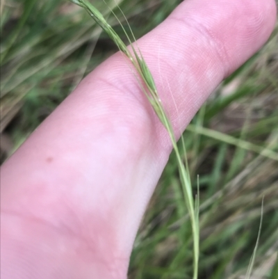 Microlaena stipoides (Weeping Grass) at Hughes Garran Woodland - 3 Feb 2022 by Tapirlord