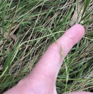 Microlaena stipoides at Hughes, ACT - 3 Feb 2022