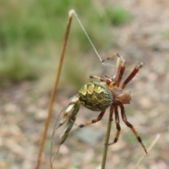 Salsa fuliginata (Sooty Orb-weaver) at Brindabella, NSW - 1 Feb 2022 by Christine