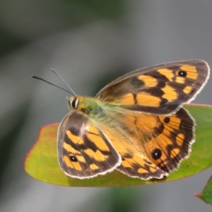 Heteronympha penelope at Cotter River, ACT - 1 Feb 2022 03:28 PM