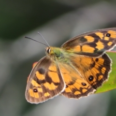 Heteronympha penelope at Cotter River, ACT - 1 Feb 2022