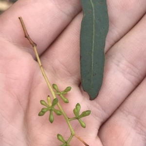 Eucalyptus mannifera at Phillip, ACT - 4 Feb 2022 02:38 PM