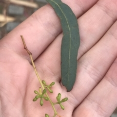 Eucalyptus mannifera at Phillip, ACT - 4 Feb 2022