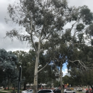 Eucalyptus mannifera at Phillip, ACT - 4 Feb 2022 02:38 PM