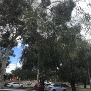 Eucalyptus mannifera at Phillip, ACT - 4 Feb 2022 02:38 PM