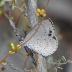 Erina hyacinthina (Varied Dusky-blue) at Mount Jerrabomberra - 3 Feb 2022 by Steve_Bok