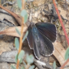 Erina hyacinthina at Jerrabomberra, NSW - 3 Feb 2022