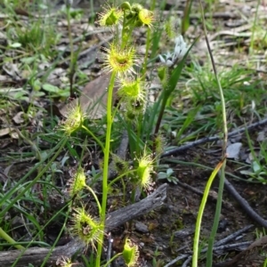 Drosera gunniana at Bonner, ACT - 16 Sep 2020