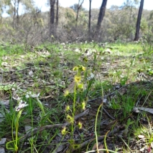 Drosera gunniana at Bonner, ACT - 16 Sep 2020