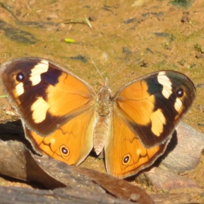 Heteronympha merope (Common Brown Butterfly) at Cotter River, ACT - 1 Feb 2022 by Christine
