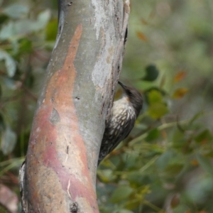 Cormobates leucophaea at Jerrabomberra, NSW - 4 Feb 2022 01:45 PM