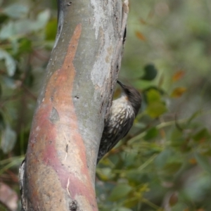 Cormobates leucophaea at Jerrabomberra, NSW - 4 Feb 2022