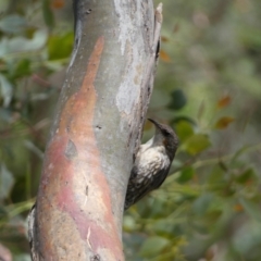 Cormobates leucophaea at Jerrabomberra, NSW - 4 Feb 2022 01:45 PM