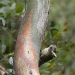 Cormobates leucophaea at Jerrabomberra, NSW - 4 Feb 2022