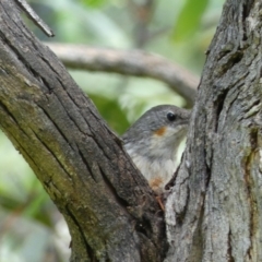 Cormobates leucophaea at Jerrabomberra, NSW - 4 Feb 2022