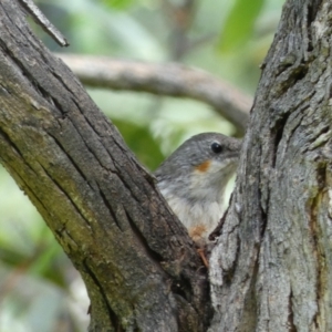 Cormobates leucophaea at Jerrabomberra, NSW - 4 Feb 2022 01:45 PM