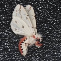 Ardices canescens (Dark-spotted Tiger Moth) at Higgins, ACT - 4 Feb 2022 by AlisonMilton