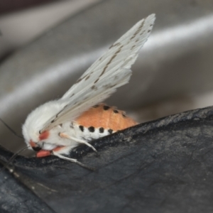 Ardices canescens at Higgins, ACT - 4 Feb 2022 10:22 PM